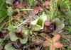 SAFLAX Mix di piante carnivore - 10 semi - Sarracenia Mix