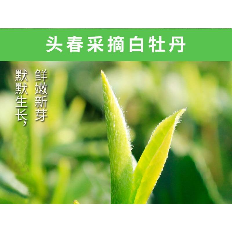 350g Fuding White Tea White Peony White Tea Cake Alpine Panxi First Spring Tea