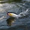 Topwater Fishing, Long Floating Surface for, Tilapia and More