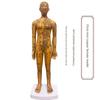 Medicine Acupuncture Acupoint Model Chart of Human Body Super Clear Body Twelve Meridians Human Shape Can Practise Small Skin People with Needles