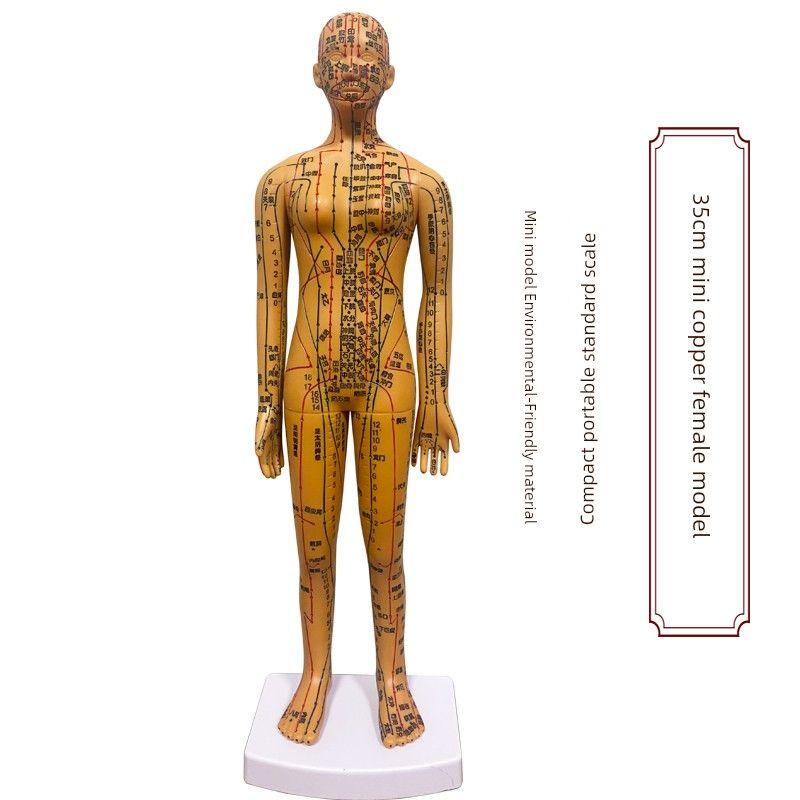 Medicine Acupuncture Acupoint Model Chart of Human Body Super Clear Body Twelve Meridians Human Shape Can Practise Small Skin People with Needles