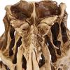 Resin Crafts Dinosaur Tooth Skull Fossil Teaching Skeleton Model Halloween Decor