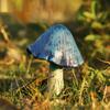 Red Miniatures Mushroom DIY Decoration Crafts Mushroom Resin Statue Figurine Outdoor Bonsai Ornament Fairy Flowerpot Plants