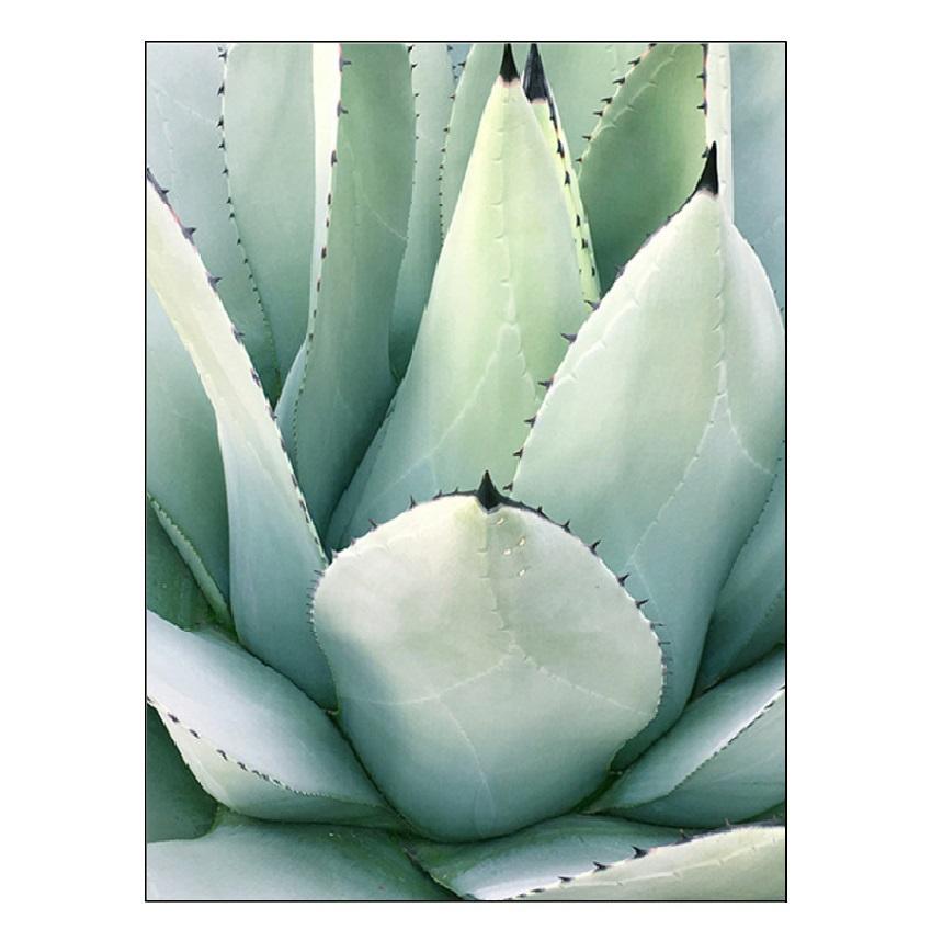 Weiße Tulpe, grüne Sukkulenten, Aloe, Monstera, Pflanzenkunst, nordisches Poster, Leinwandmalerei und Druck von Wandbildern für die Wohnzimmerdekoration