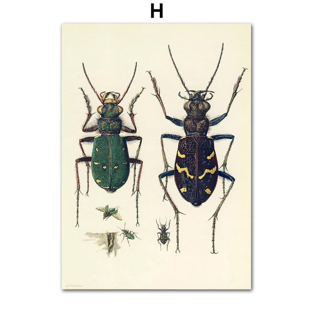 Vintage Beetle Insect Poster Specimen Retro Illustration Wall Art Canvas Painting Posters and Prints Picture for Living Room No Frame