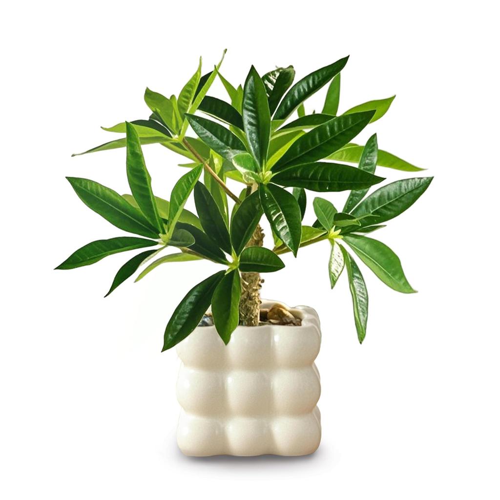 Photocatalytic Artificial Green Mini Houseplant, Tropical Houseplant, Money Tree, Ceramic Square Pot, Artificial Flower, Fake Plant, with Pot, Stylish