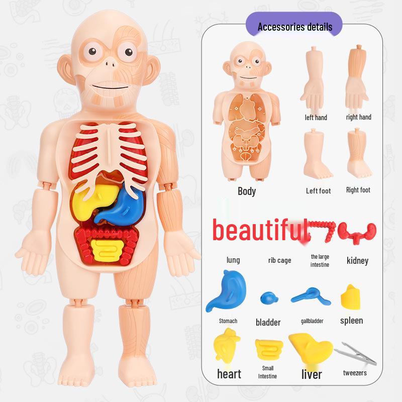 DIY Human Organ Model Puzzle for Kids - STEAM Educational Toy