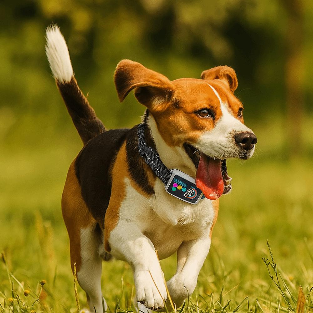 Type-C Rechargeable Dog Barking Collar Color Screen Vibration Stop Bark Collar  Bark Control