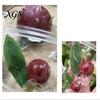 Kids Stress Relief Toy Realistic Waxberry Slow-Rising Squeeze Soft TPR Fidget for Healing Cute Fruit-Shaped Decompression Gadget Adults Tactile