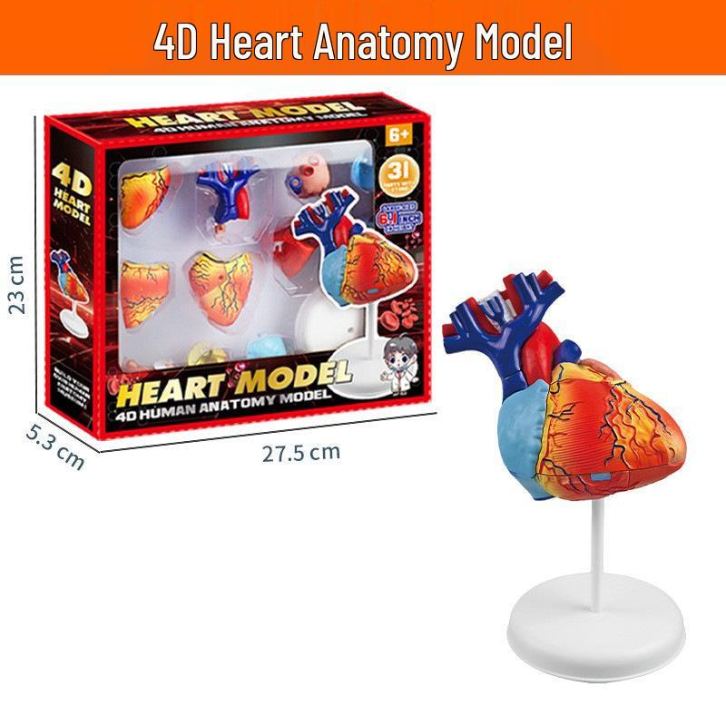 Children's Educational Human Anatomy Model - Skeleton & Organ Structure Toy for Medical Teaching