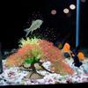 Artificial Aquatic Plant Realistic Non-fading Fish Tank Landscaping Simulation Plant Tank Supply