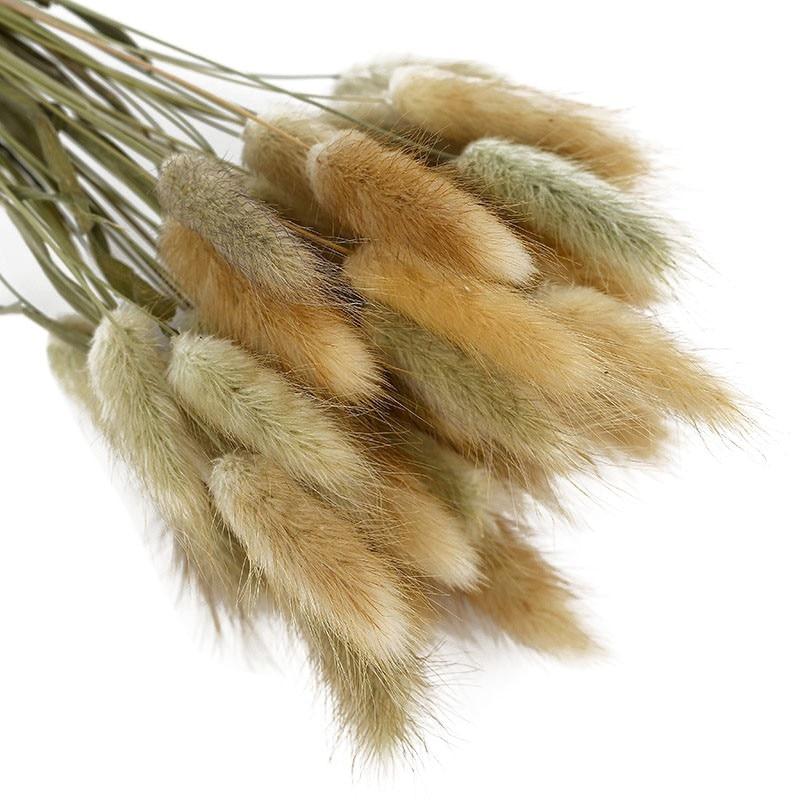50pcs Dried Rabbit Tail Grass Flowers Artificial Plant Wedding Party