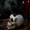 Resin Skull with Crow Ornament - Halloween Decoration and Gift
