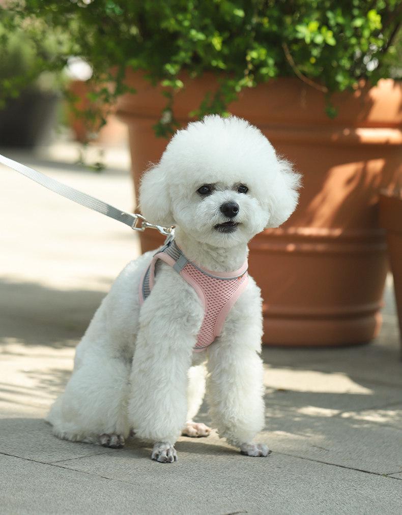 Breathable Vest-Style Pet Harness & Leash for Small Dogs & Cats