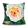Mote Rose Putetrekk Polyester Print Putetrekk Beautiful Flower Home Decor Putetrekk