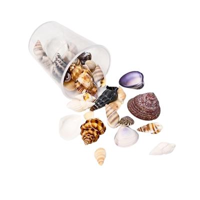 Coquillages Matériaux d'Art Bijoux Faits Main Accessoires Créatifs Coquillages Décorations pour la Maison Matériaux Kit de Loisirs Créatifs Coquillages