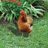 Chicken Garden Stakes Ornaments Garden Insert Yard Lawn Decoration Yard Signs