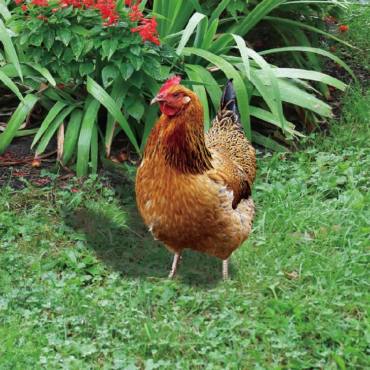 Chicken Garden Stakes Ornaments Garden Insert Yard Lawn Decoration Yard Signs