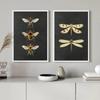 Vintage Moth Nature Insect Prints Posters Home Wall Decor Animal Educational Pictures Canvas Paintings Kids Room Art Decoration