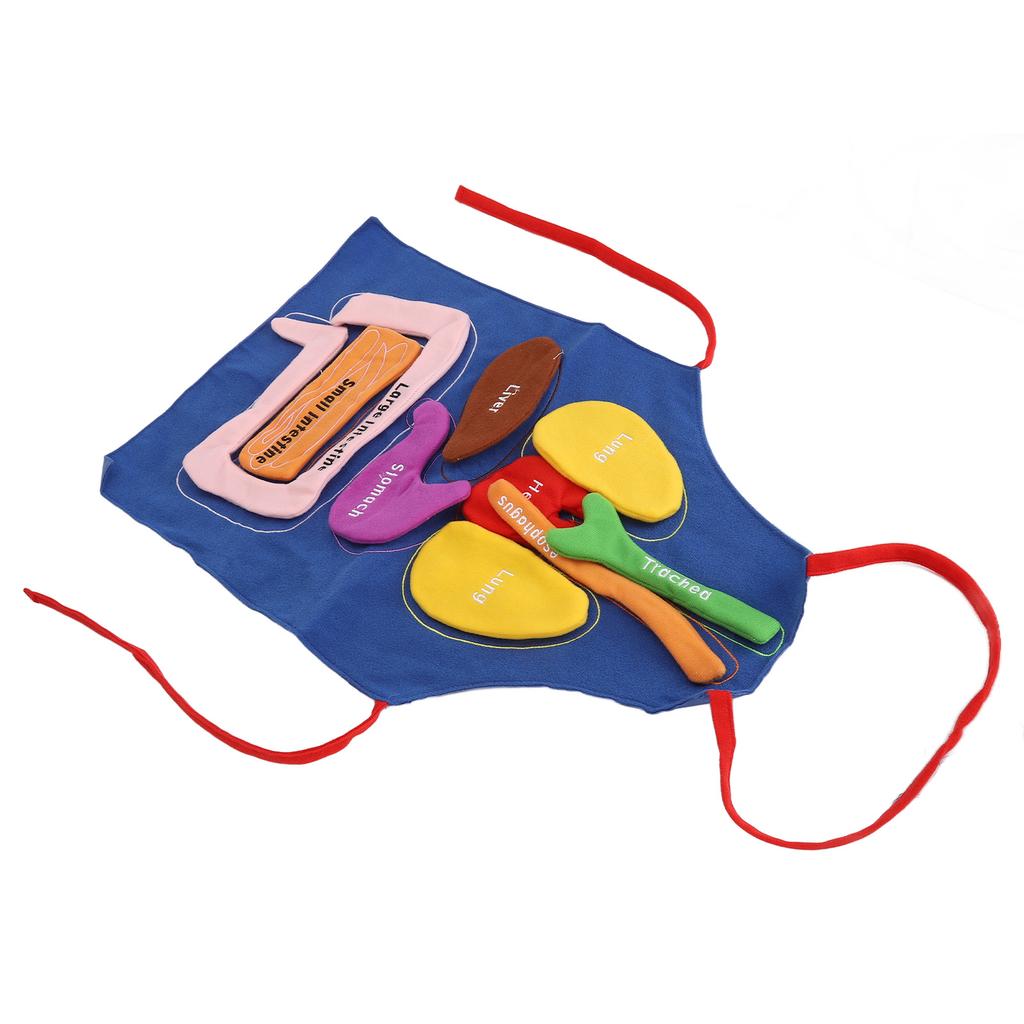 3D Zástěra s orgány Lidské orgány Anatomie Kostým Zástěra Odnímatelná Povědomí o lidském těle Vzdělávací nástroj