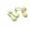 50g Tè ai fiori di gelsomino, inizio primavera, 100% naturale, biologico, in fiore