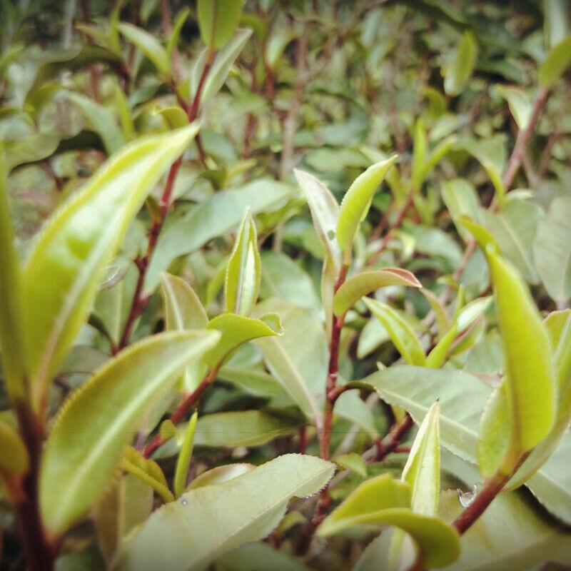 250 г. Спелый чай Пуэр 2013 года. Ферментированный чай с фиолетовыми бутонами. Черный — фото 7