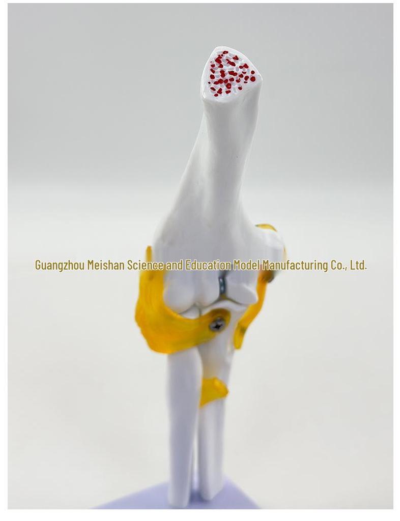 1:1 Human Skeletal Joint Models: Knee, Shoulder, Elbow, Hand, Foot, Hip