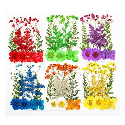 Fleurs pressées mélangées fleurs séchées bricolage art floral bricolage art floral cadeau artisanat