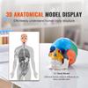 Model Craniu Uman, Model Craniu Anatomie Pictat la Dimensiune Naturală, Craniu Anatomical PVC-B61B