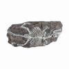 Aquarium Dinosaur Reliquiae Decoration Reptile Resin Dinosaur Reliquiae Rock   for Fish   Aquarium