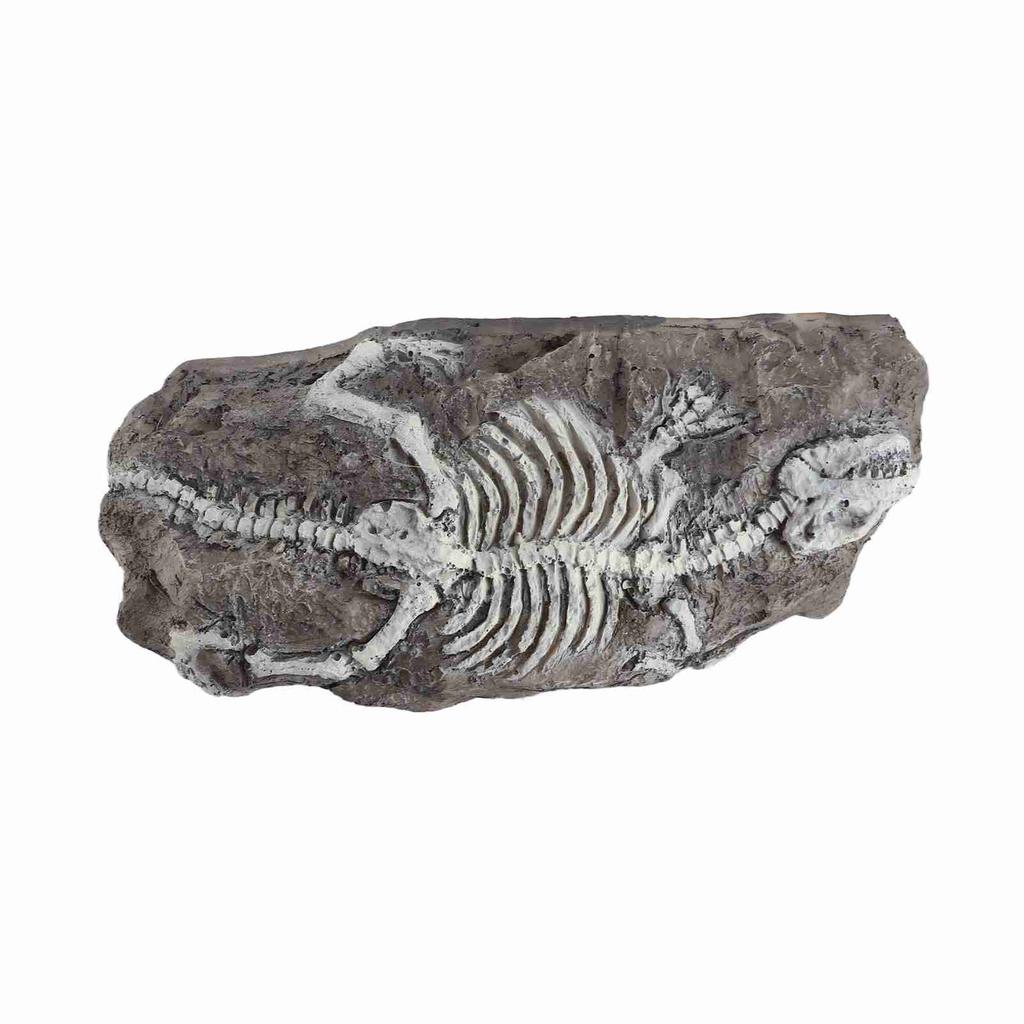 Aquarium Dinosaur Reliquiae Decoration Reptile Resin Dinosaur Reliquiae Rock   for Fish   Aquarium