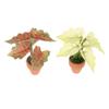 Miniature Taro Turtle Back Green Potted Plants Ornament Dollhouse Mini Green Plant Model Dolls House Garden Landscape Decor Toy