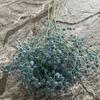 Gypsophila Realistic Plastic Wedding Bouquet Flower Bridal Party Staging Home