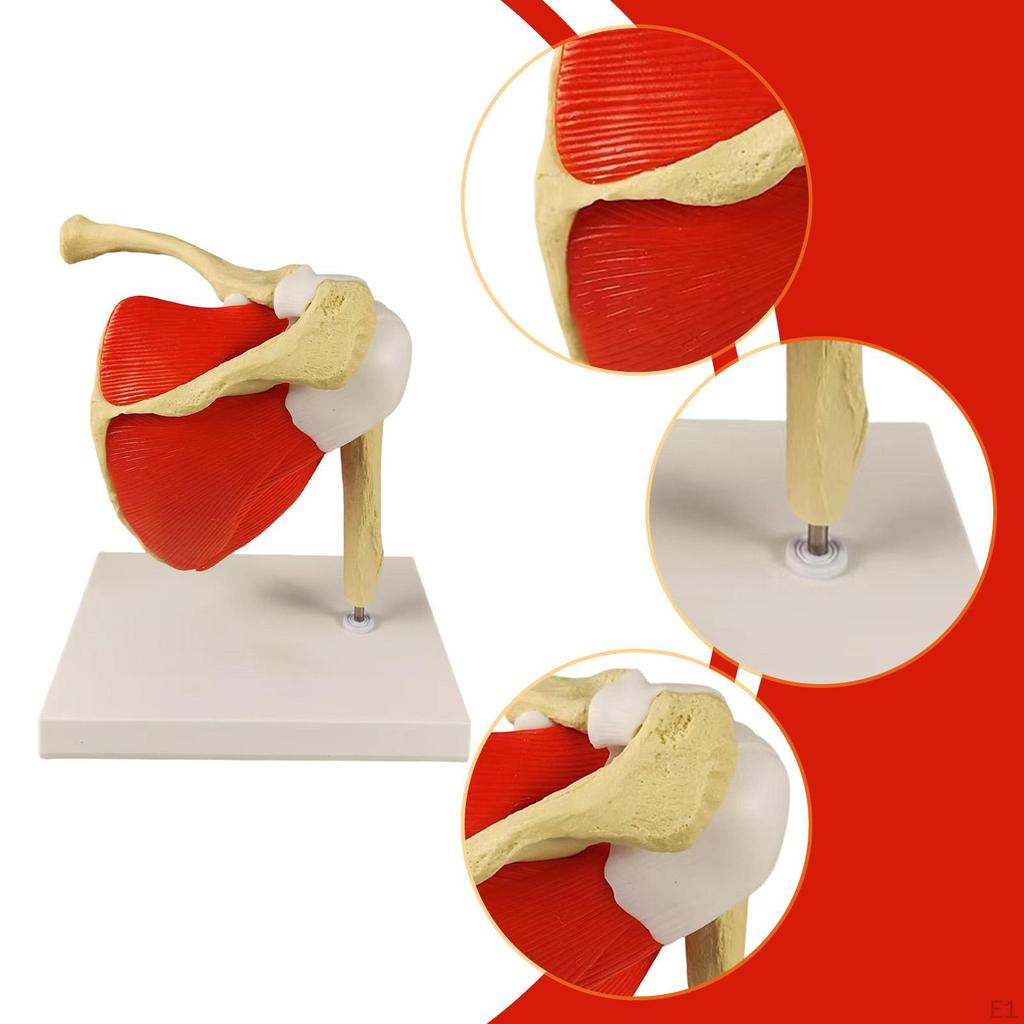 Human Shoulder Joint Model Skeleton Compact Lightweight Teaching Tool with Base for