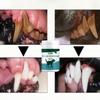 Pet Dental Powder Claims To Resolve Oral Problems with Pets In the Simplest Way.