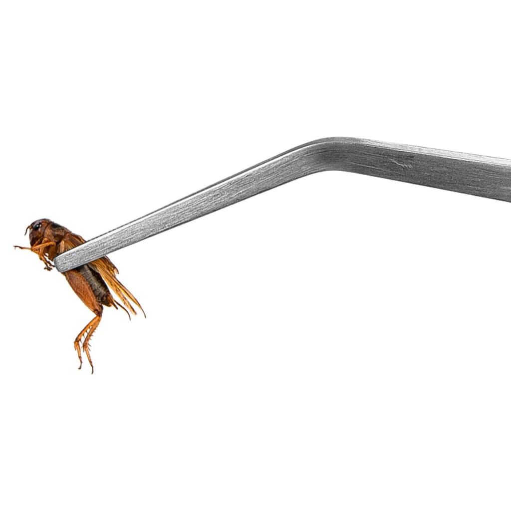 Long Angled Tweezers 48cm For Reptile Terrarium Feeding Cleaning