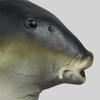 Funny Latex Head Masks Realistic Animal Mask Carnival Party Masks for Halloween
