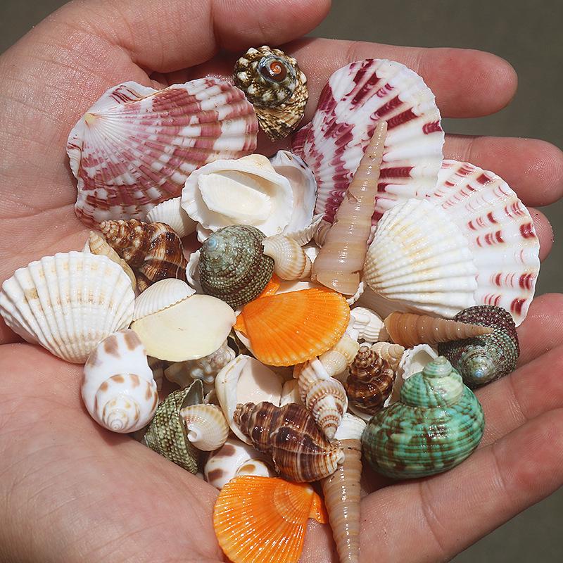 Рамка из натуральных морских ракушек и морских звезд ручной работы для DIY аквариума или ландшафтного дизайна