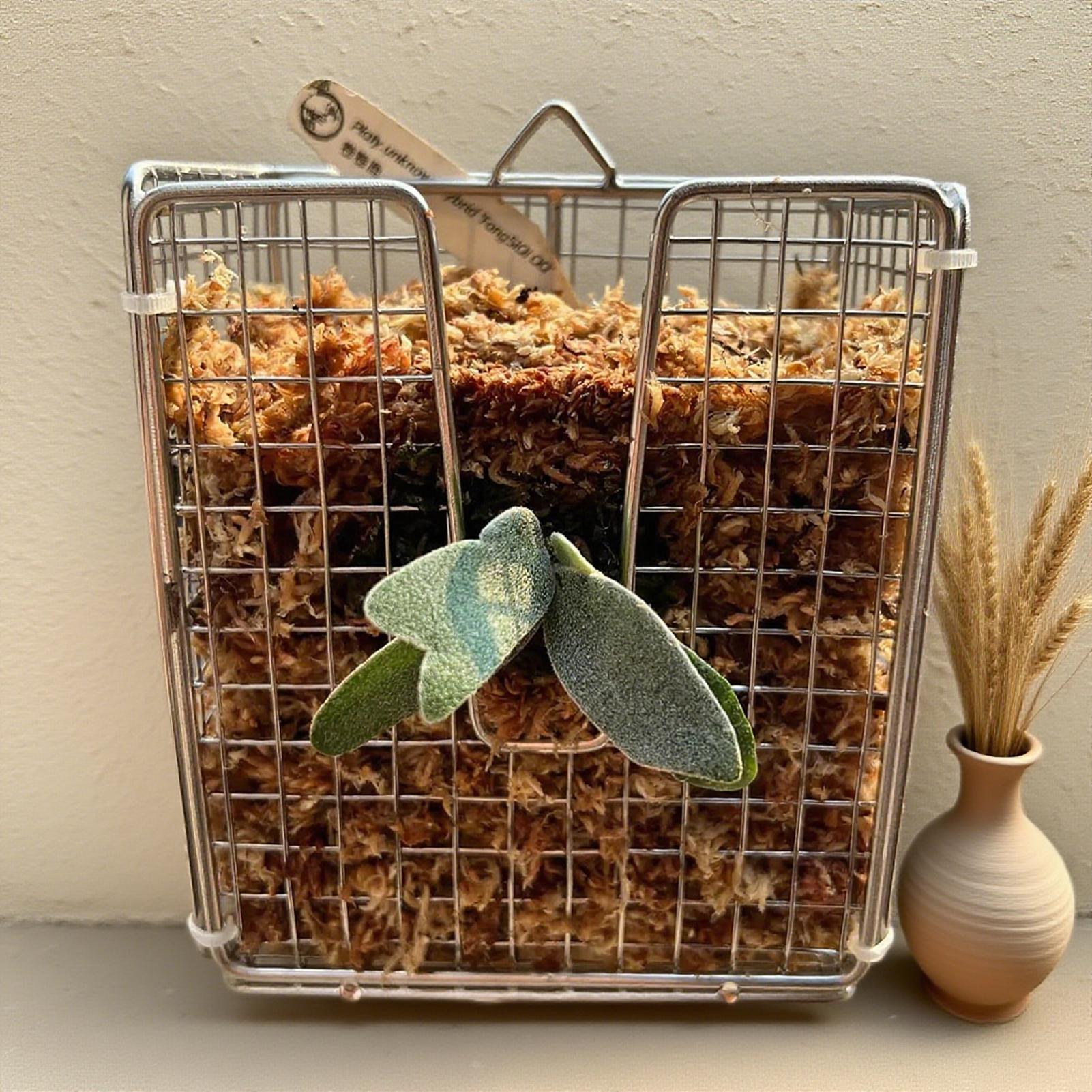 

Staghorn Fern Mounting Kit stainless steel wall-mounted planter basket vertical hanging staghorn fern planter bracket China Mainland