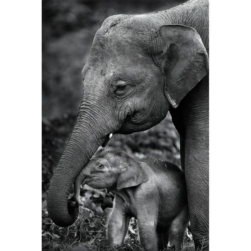 Vahşi doğa, fil, aile posterleri, tuval, resim, hayvan, baba, anne, çocuk, sevgi, modern oda için duvar sanatı resim
