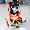 Funny Halloween Pet Dog Polyester Eco-friendly Big Banana Print Cartoon Style Formal Coat for Winter