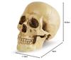 Revteds [Official] 1/1 Scale Skull Model, Human Anatomy Model, Skull Ornament, Bone Color