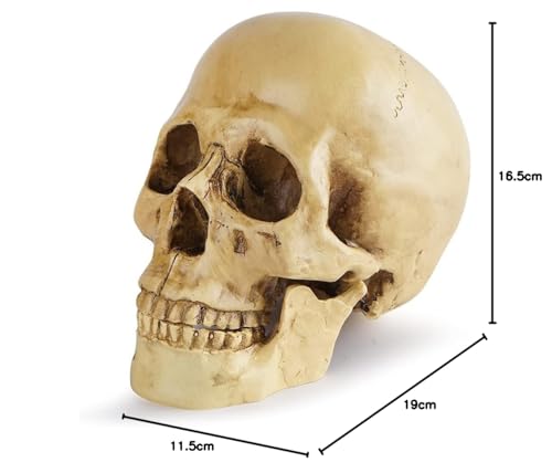 Revteds [Official] 1/1 Scale Skull Model, Human Anatomy Model, Skull Ornament, Bone Color