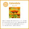 WELEDA Calendula Baby Facial Cream 50mL Moisturizing Protecting Face Cream with a Gentle Herbal Scent and Naturally Derived Organic [Official] &