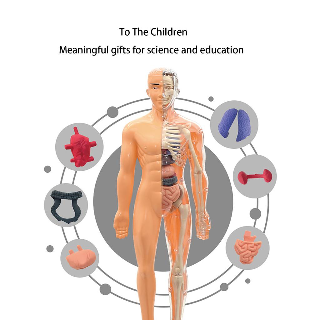 Children's STEM Cognitive Educational Toy, Detachable and Assembled, Full Body Skeletal Model, Puzzle Early Education Toy
