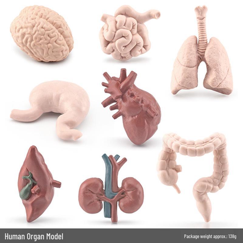 

Детское научное образование: Набор моделей органов человека