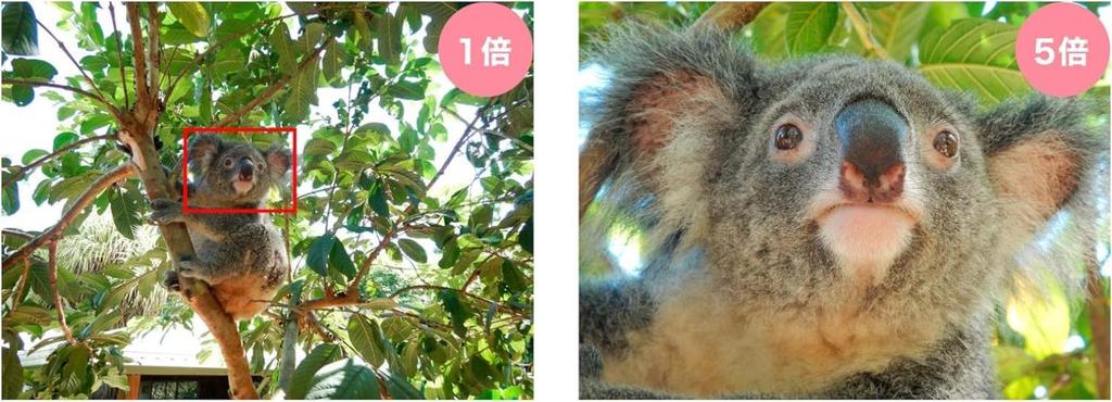 [Refurbished] Nikon COOLPIX W300 GR Camouflage Digital Camera, Waterproof, Japan Exclusive, 180-Day Warranty