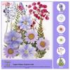 Handmade Pressed Flower Bookmark and Epoxy Sticker Pack with Real Leaf and Plant Specimens for DIY Face Makeup.