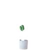 Monstera Bionic Bonsai – Luxury Indoor Faux Floor Plant for Decor