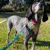 ROOKCRAN Max Molly Dog Size with Suitable for and Large Stylish 025066 & Leash, Tropical, M, Hook, Small, Medium, Dogs, Design,